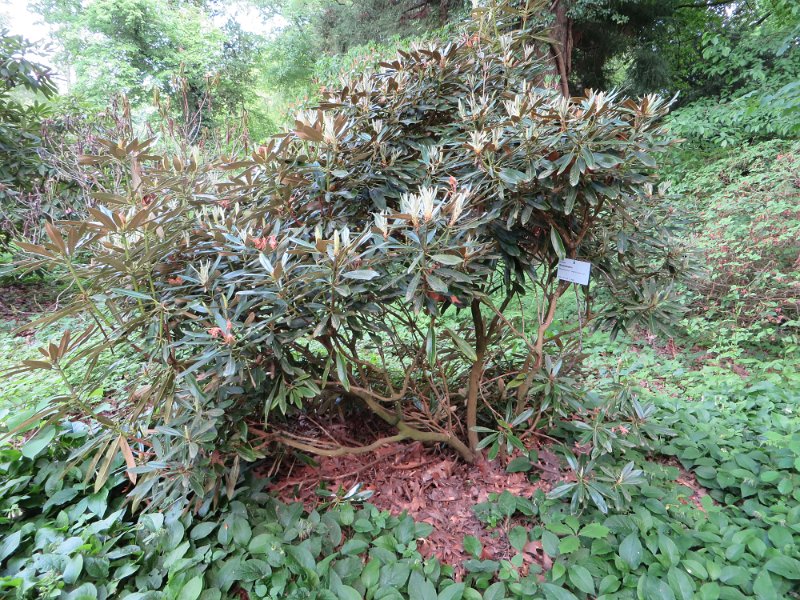 Rhododendron degronianum